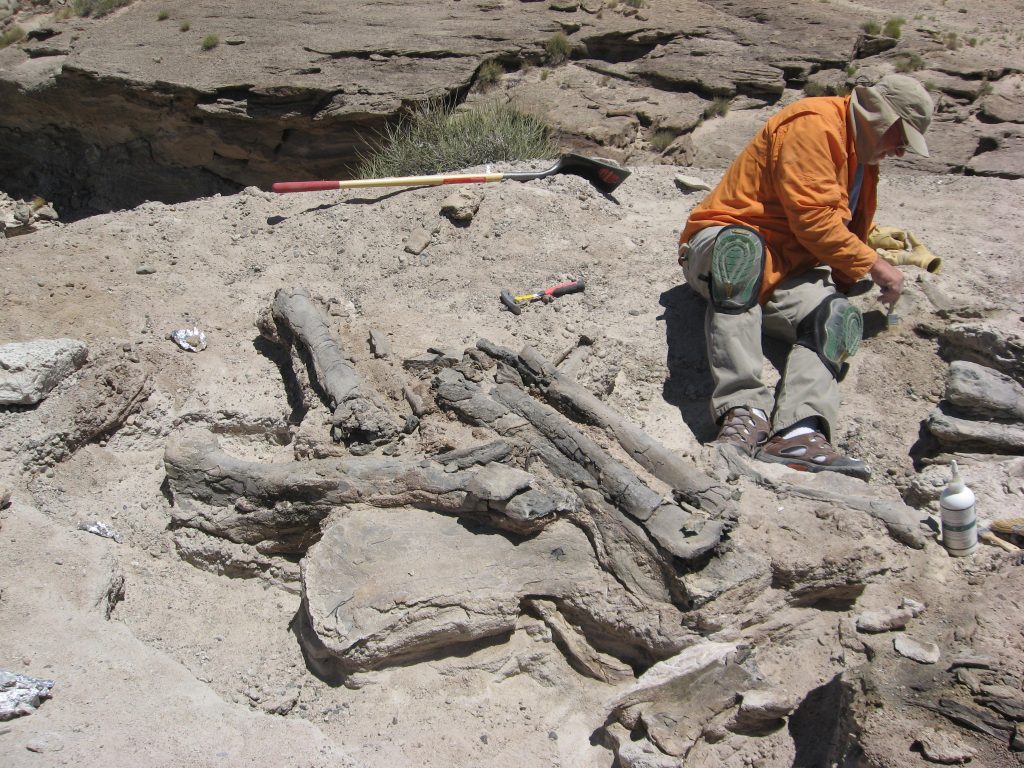 Dinosaur bones ready to be jacketed and removed from the rock