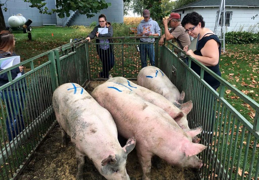 Highland students observing four pigs in a pen on a farm