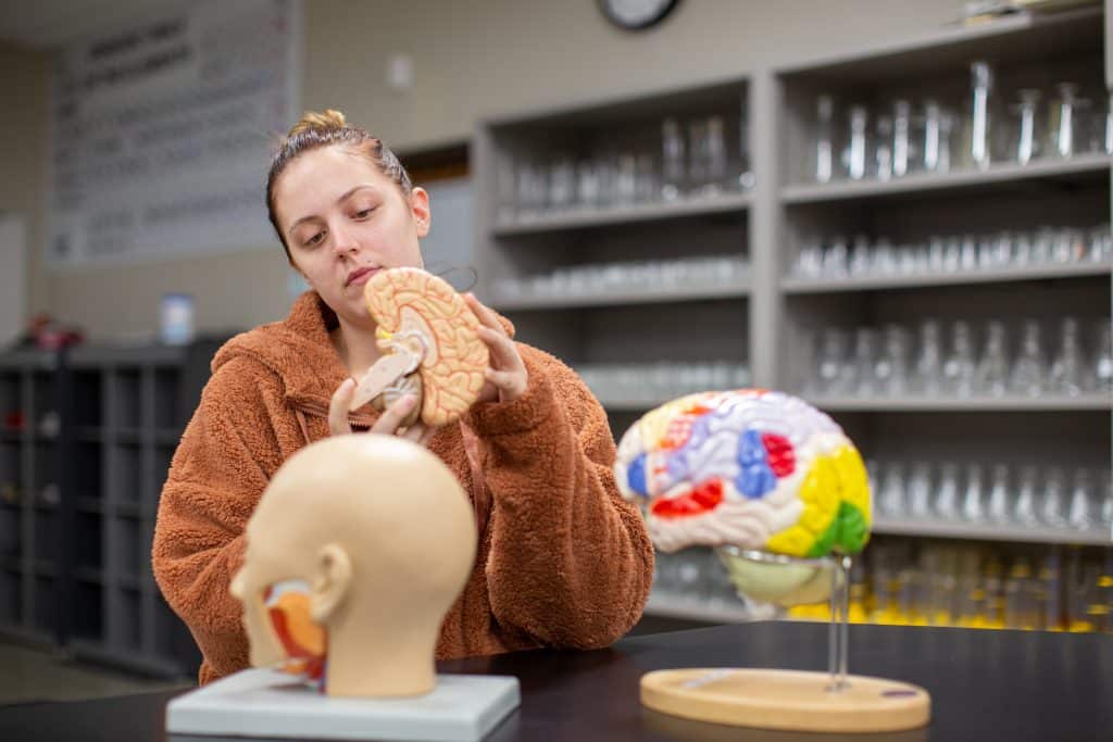 Student holding and inspecting model of a brain.