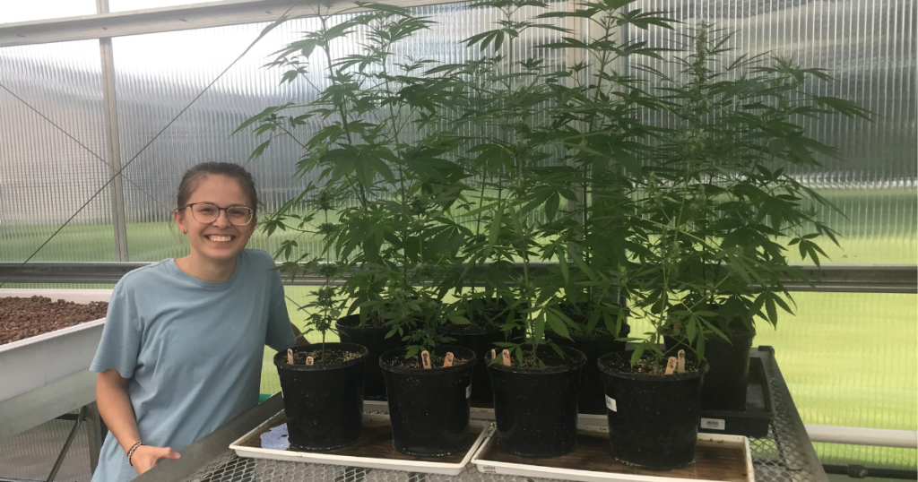 A student stands in the greenhouse next to eight cannabis plants in pots