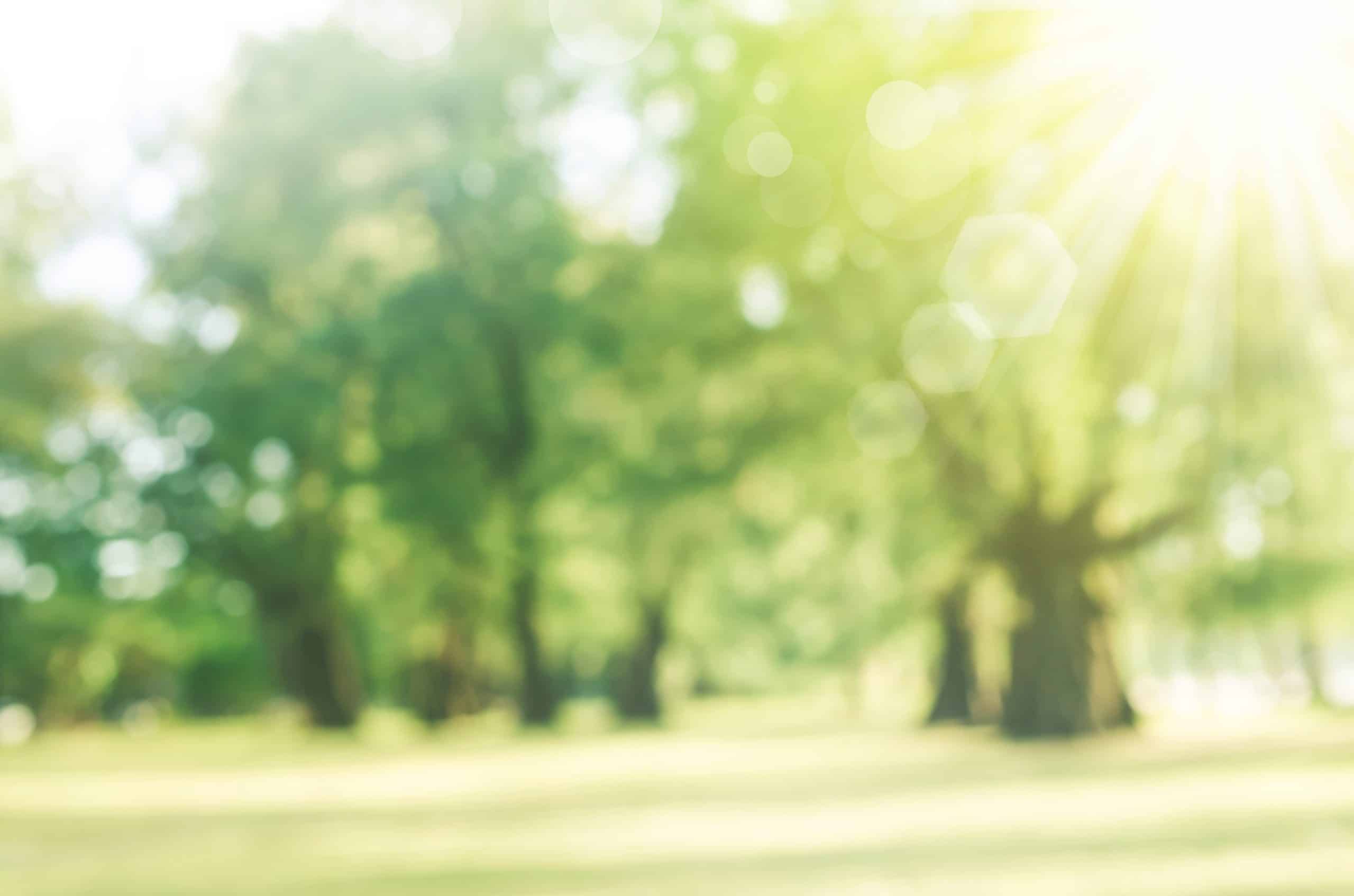 A blurred photo of sun shinning through trees on campus.