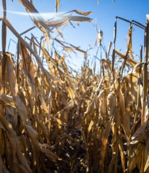 Picture of a corn field