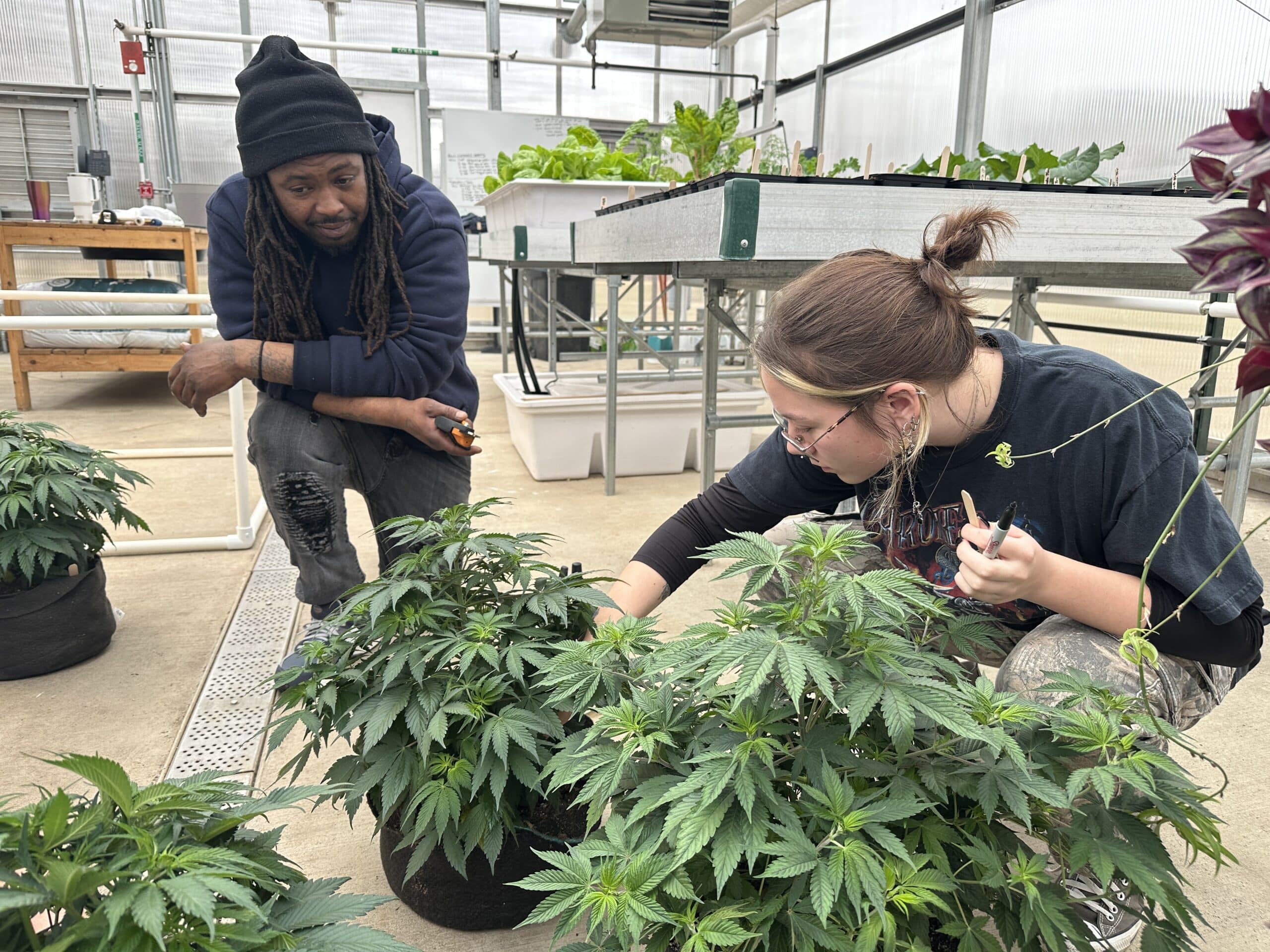 Cannabis students studying the plant